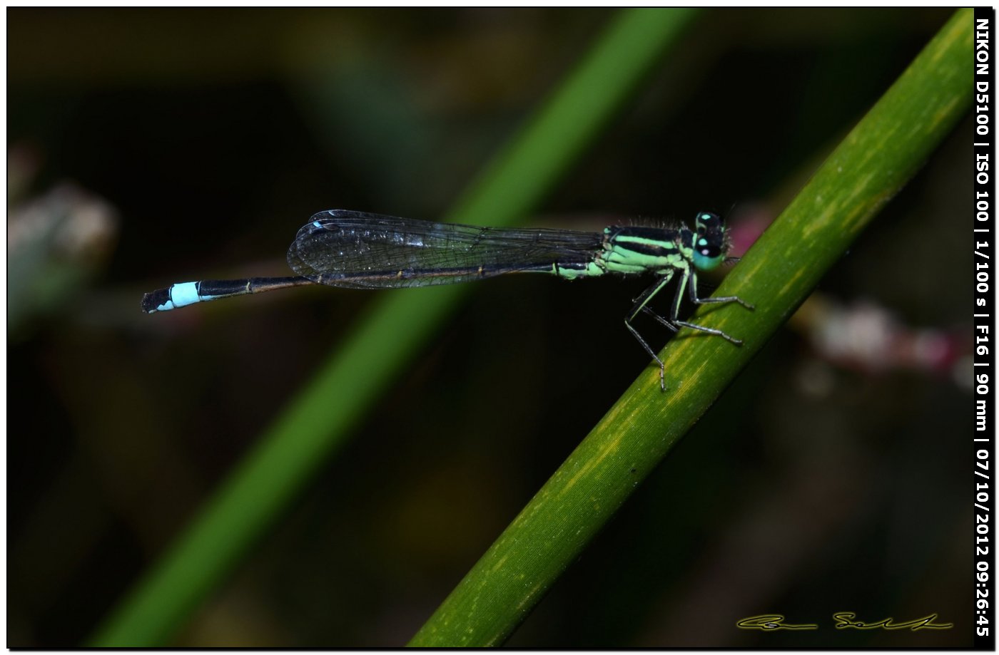 Ischnura genei