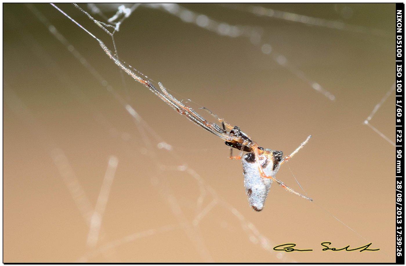 Argiope bruennichi, femmine, maschi e ospiti - Alghero (SS)