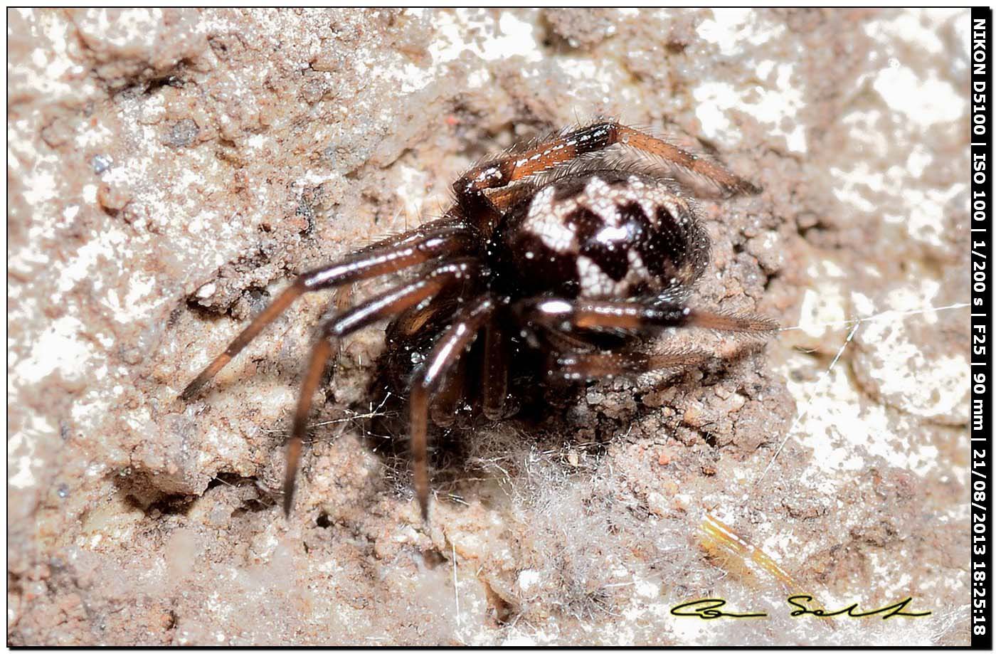 Steatoda triangulosa - Valverde (Alghero, SS)