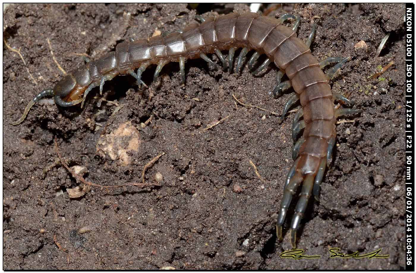 Scolopendra oraniensis