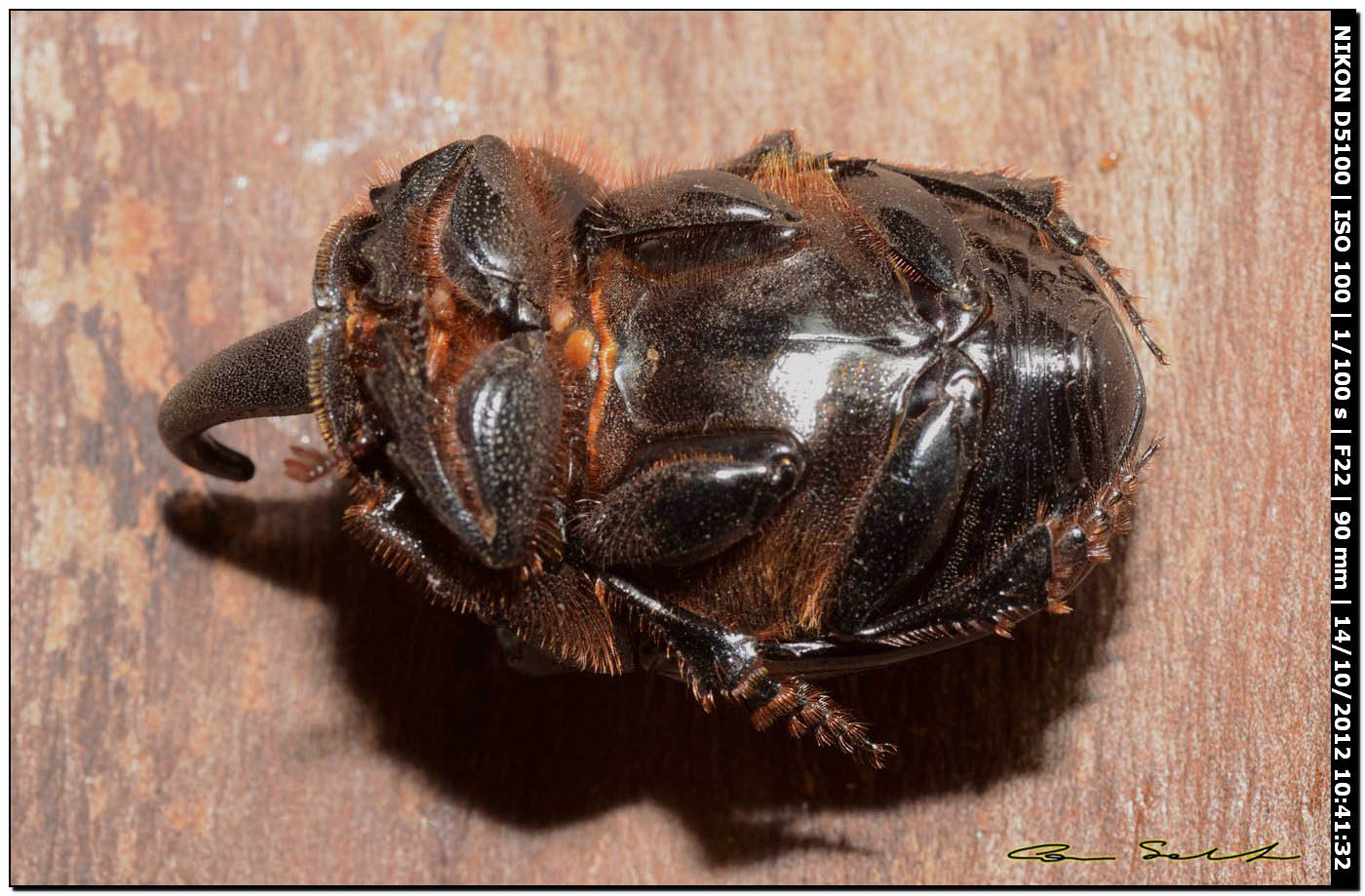 Scarabaeidae, Copris hispanus