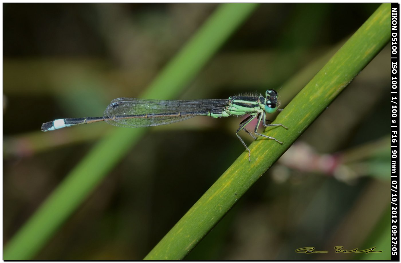 Ischnura genei