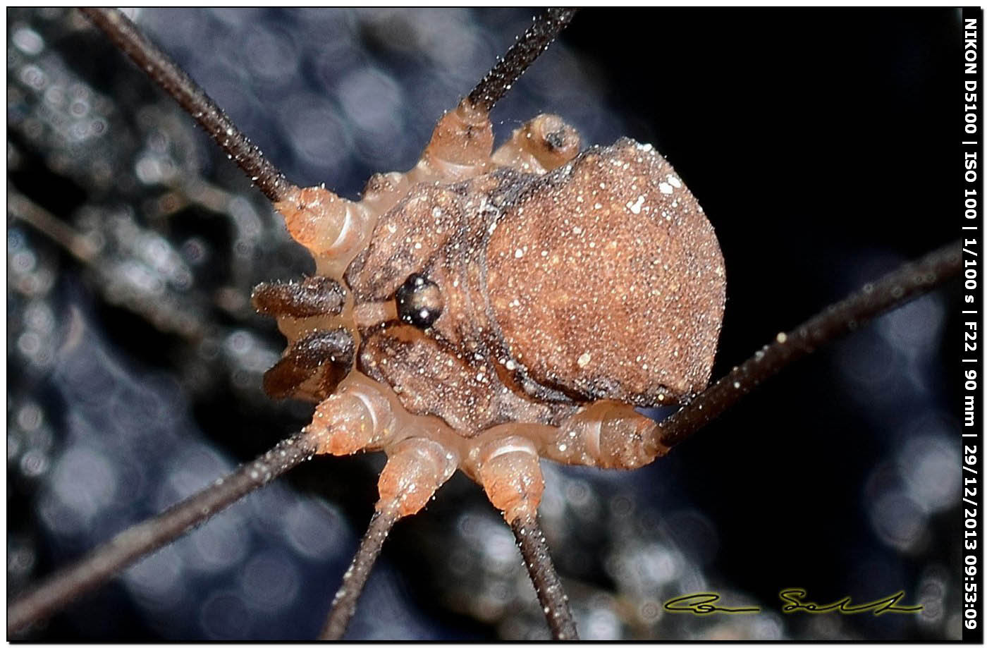 Nelima doriae ♂