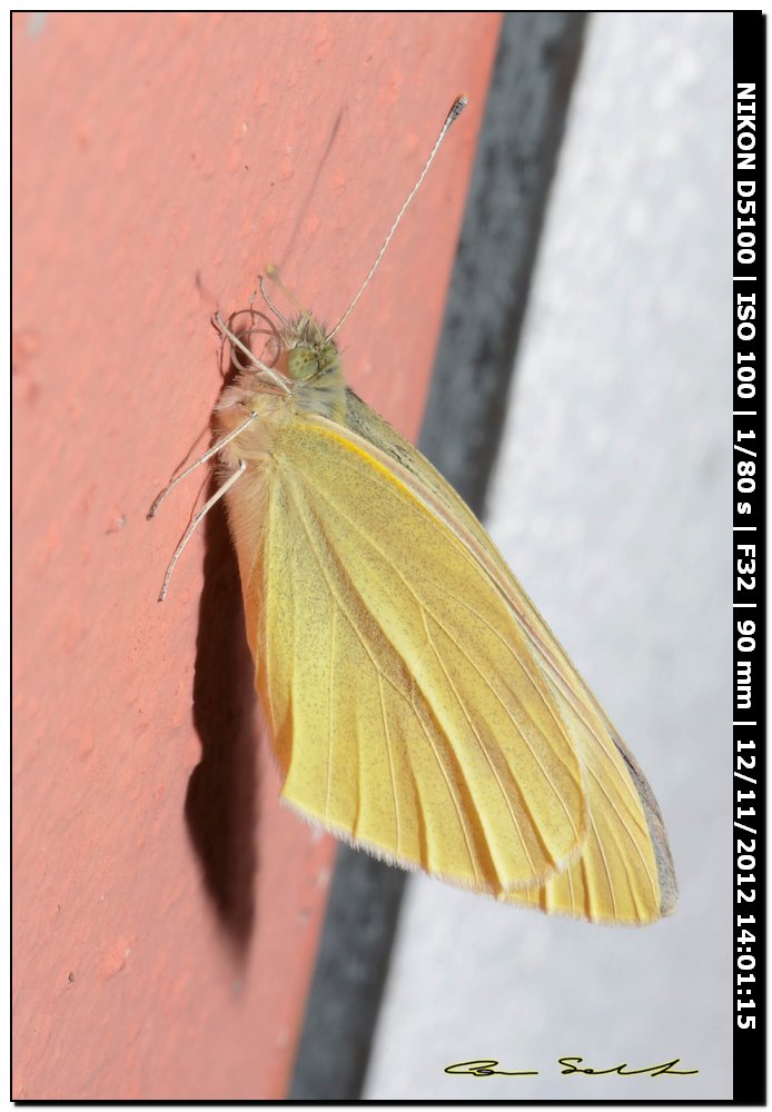 Pieridae, Pieris brassicae