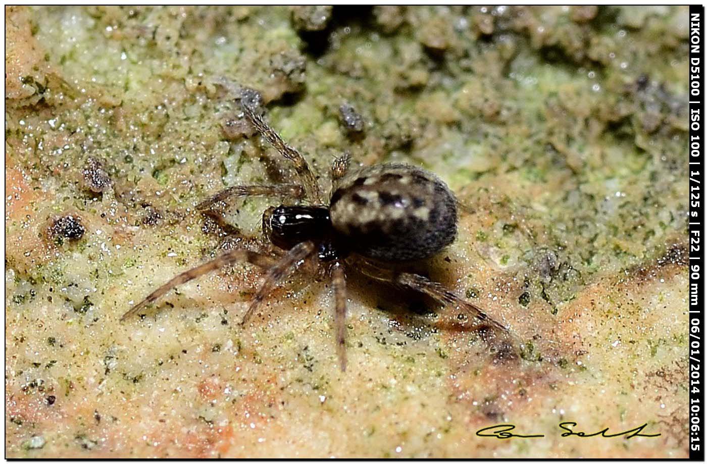 Lathys sp. - Alghero (SS)