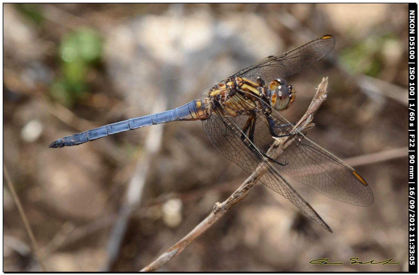 Orthetrum coerulescens anceps, maschio immaturo