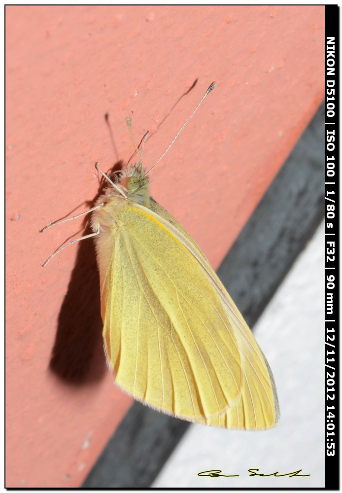 Pieridae, Pieris brassicae