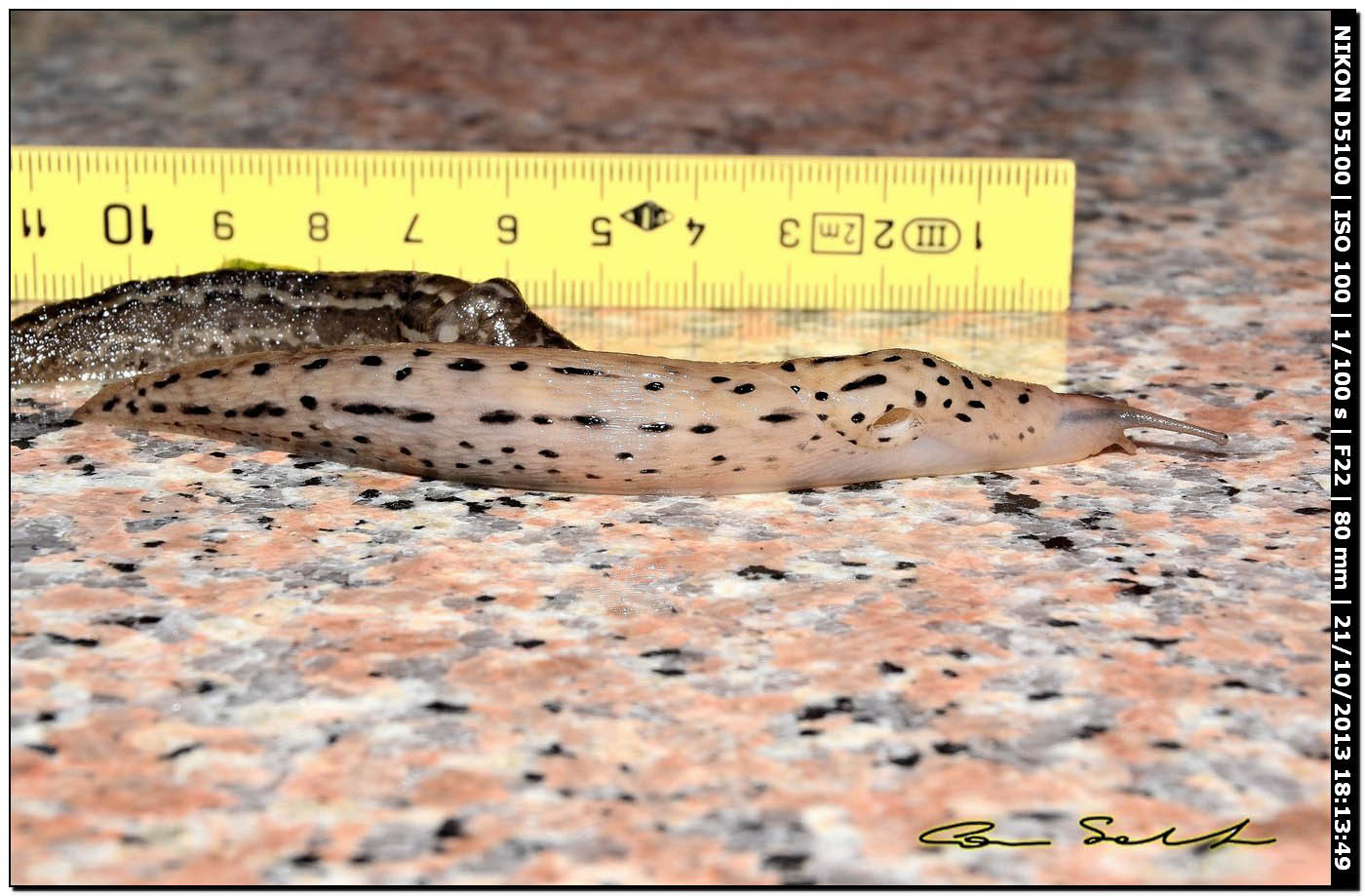 Limax maximus (?) della Sardegna (Bosa/OR)