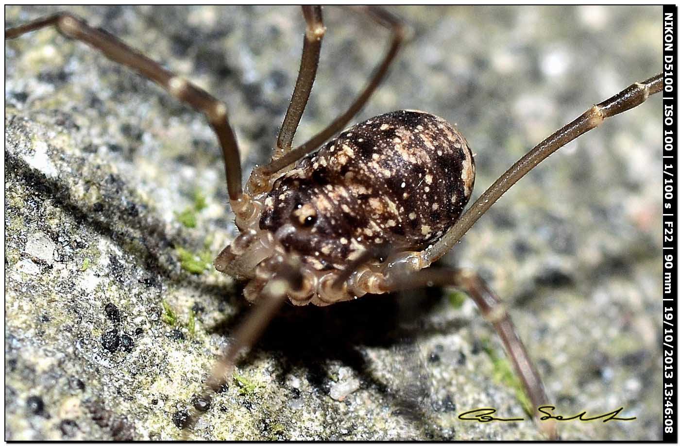 Altri Nelima sp. ♂♀