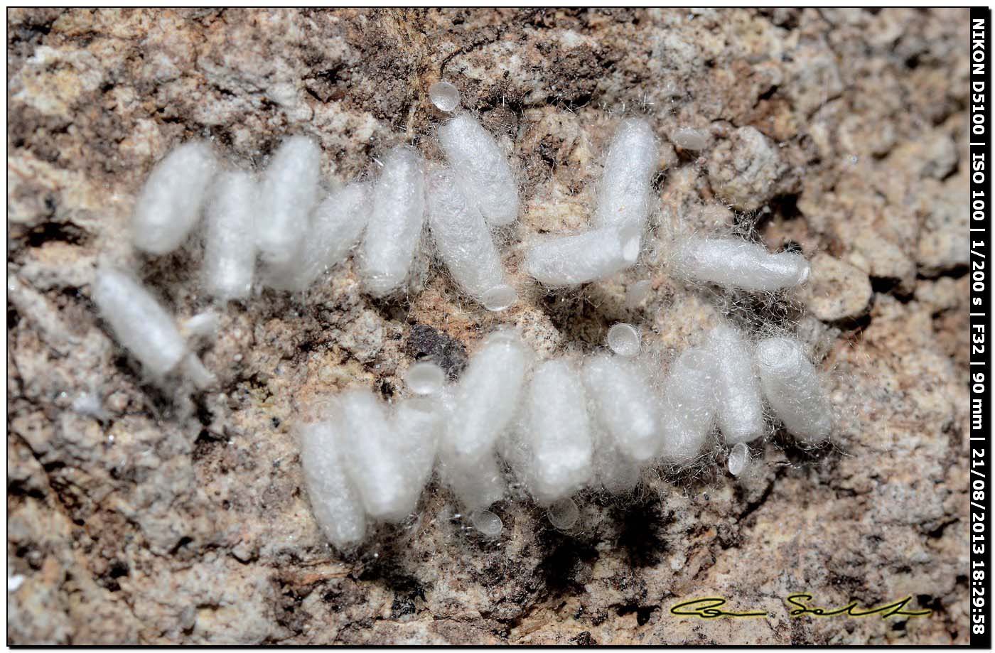 Ovatura di ...No. Bozzoli di Braconidae sfarfallati