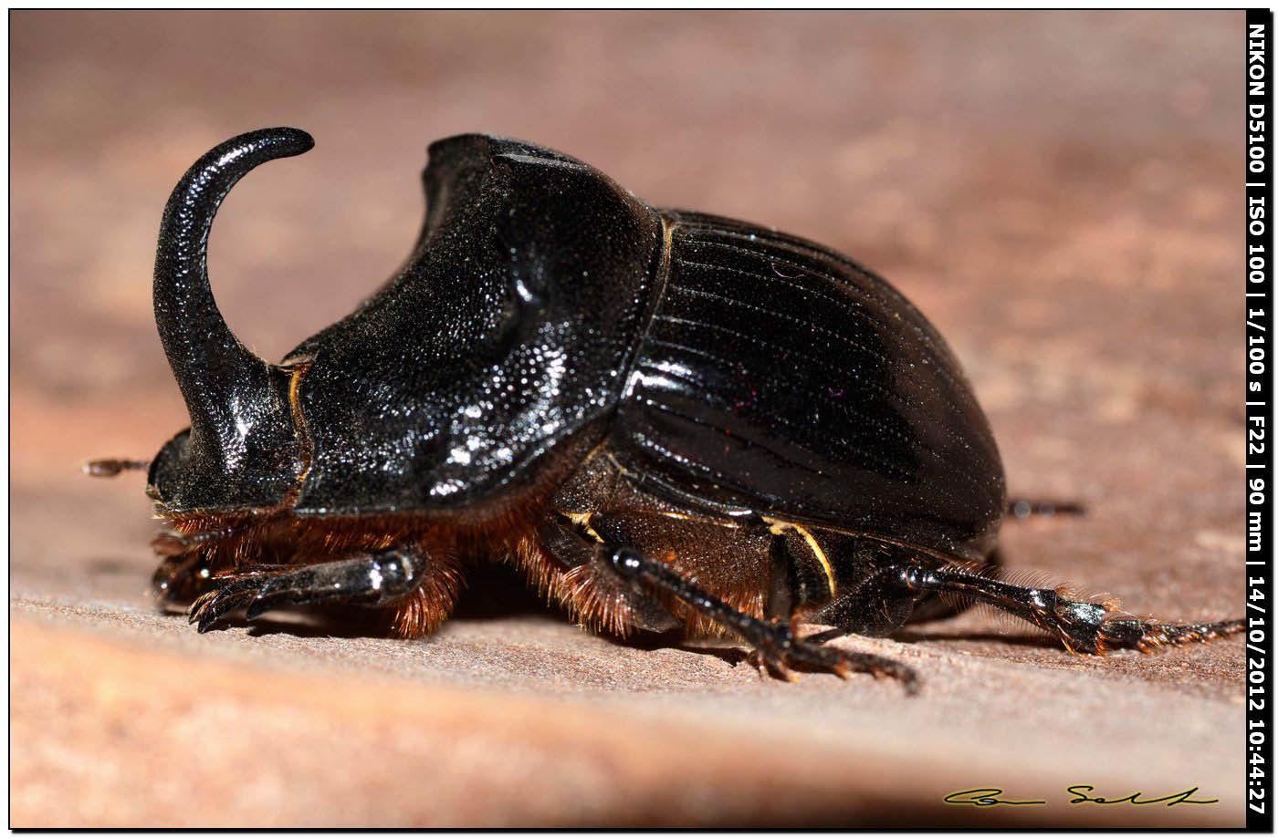 Scarabaeidae, Copris hispanus