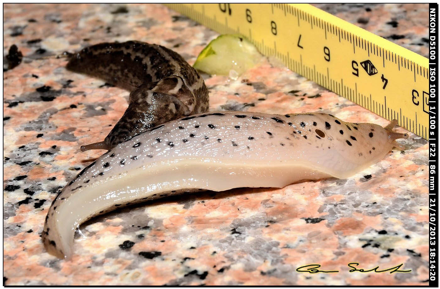 Limax maximus (?) della Sardegna (Bosa/OR)