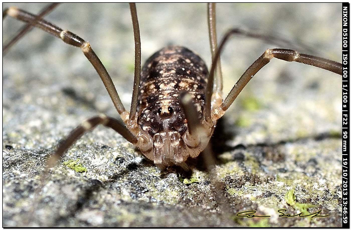 Altri Nelima sp. ♂♀