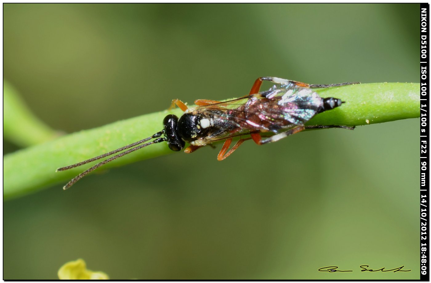 Piccolo Crabronidae? No. Ichneumonidae Diplazontinae