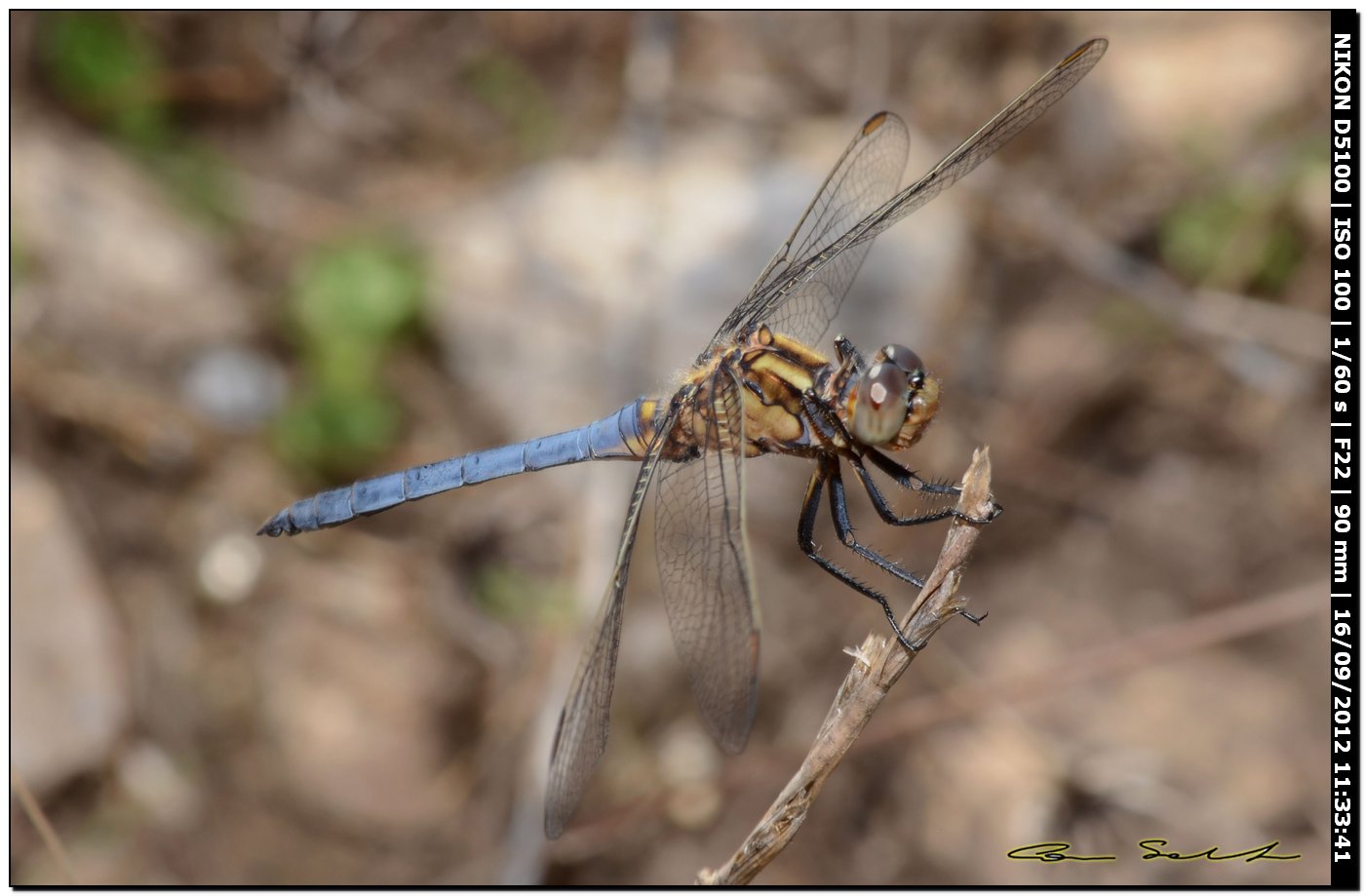 Orthetrum coerulescens anceps, maschio immaturo