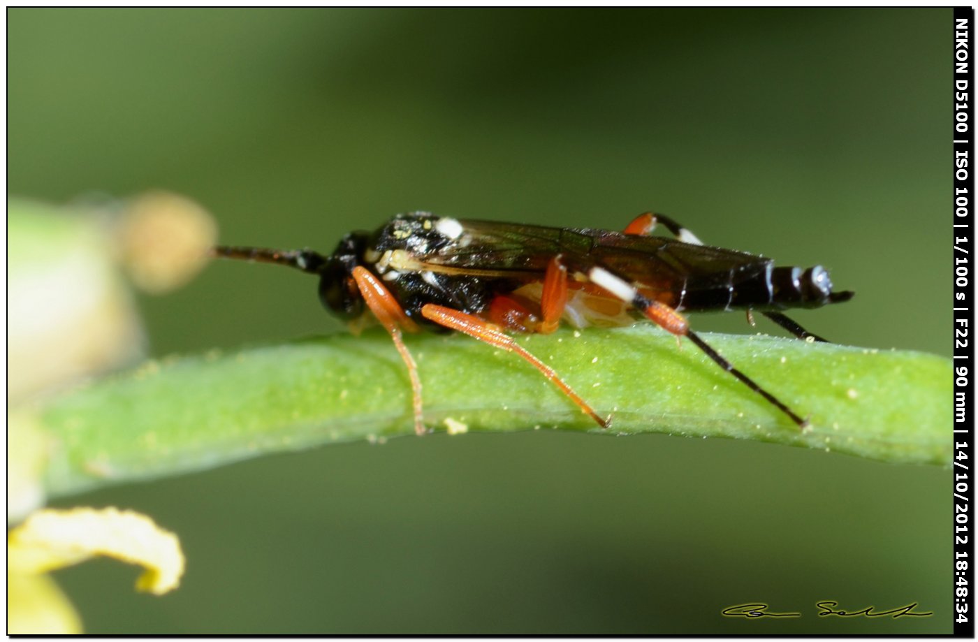 Piccolo Crabronidae? No. Ichneumonidae Diplazontinae