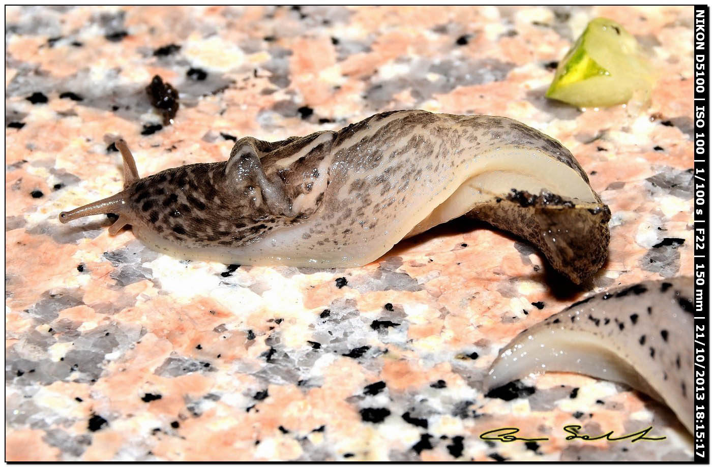 Limax maximus (?) della Sardegna (Bosa/OR)