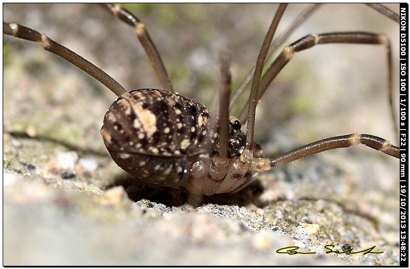 Altri Nelima sp. ♂♀