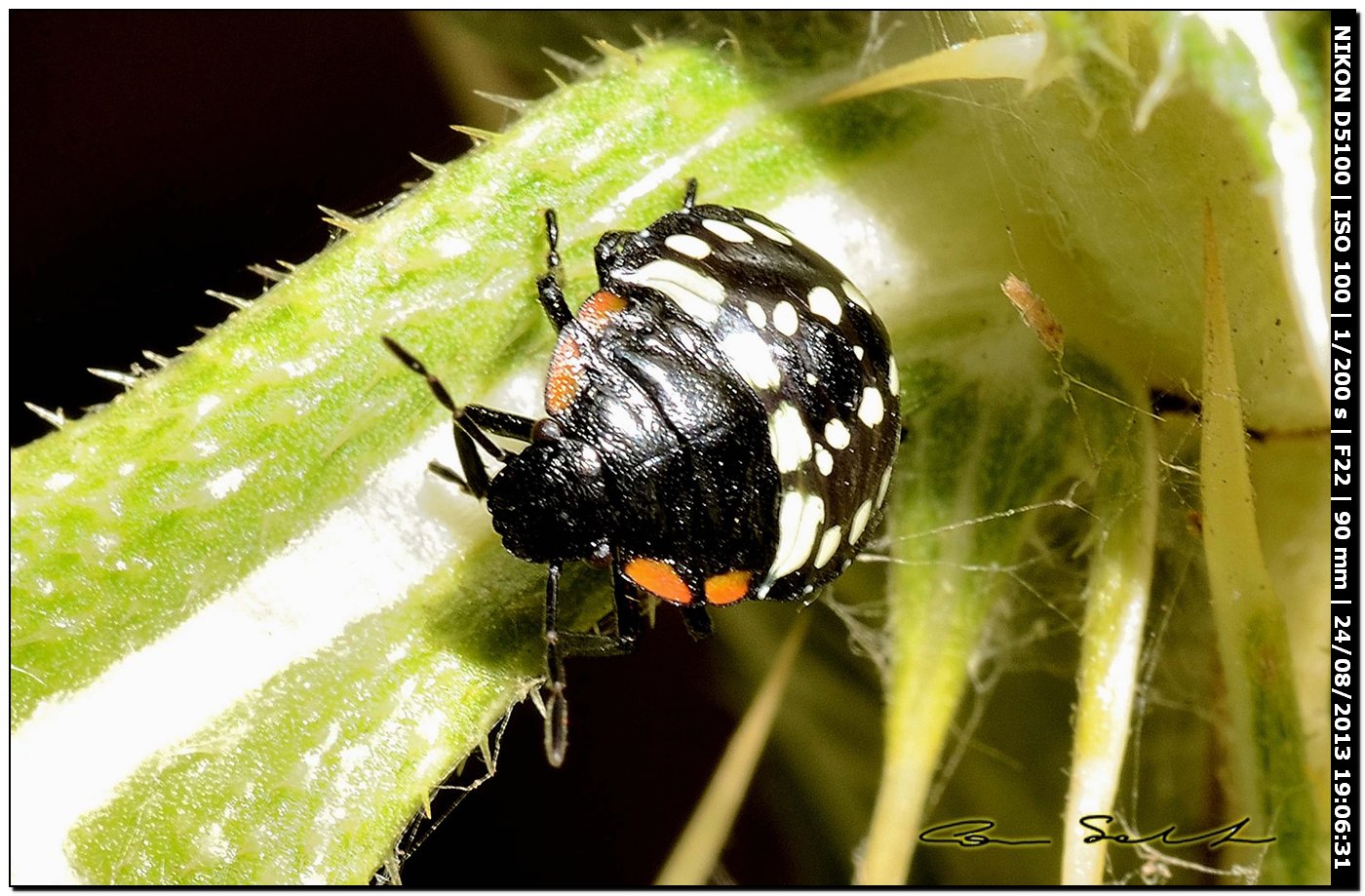 Nezara viridula, ninfa e adulto