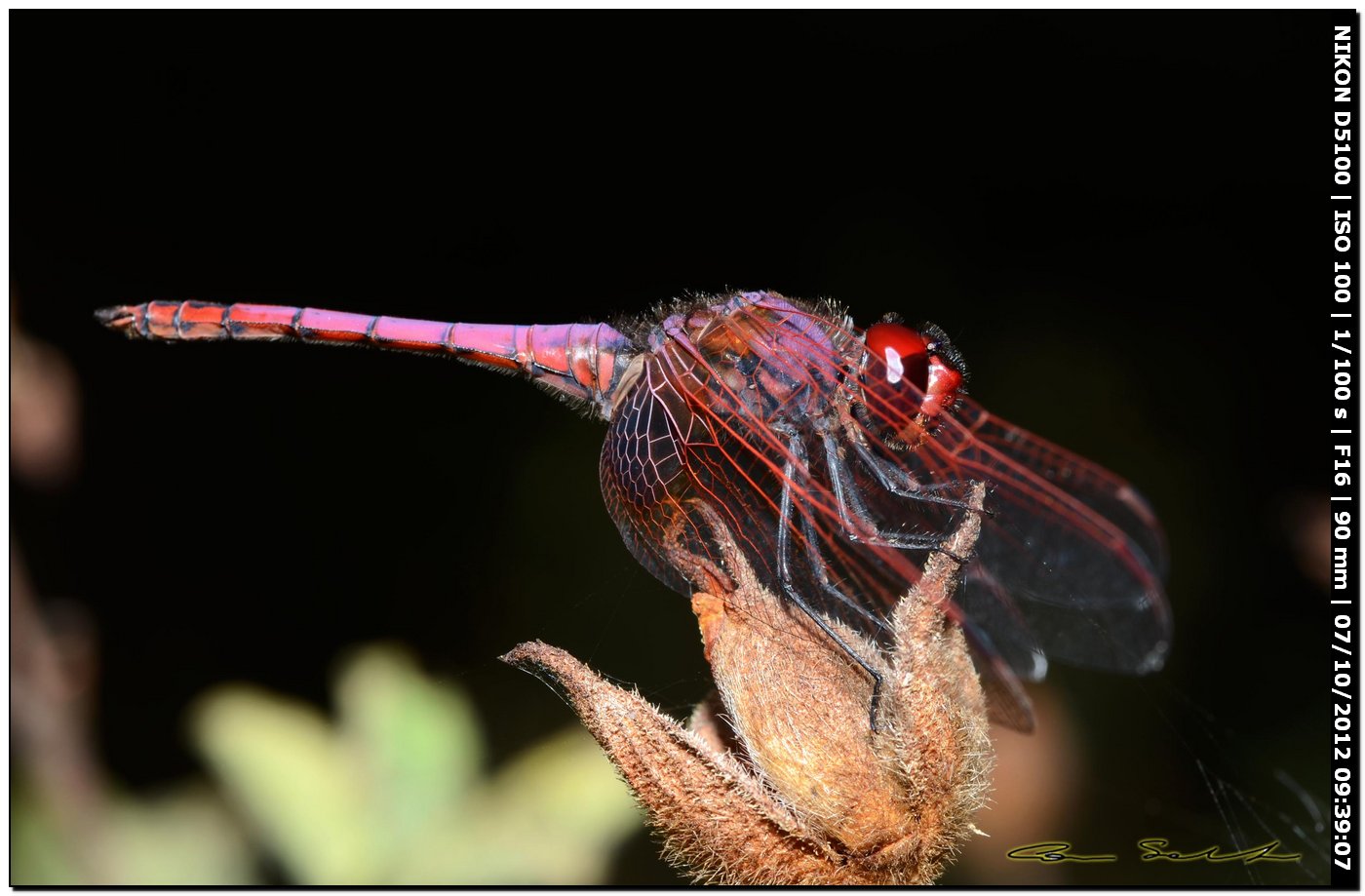 Trithemis annulata ♂