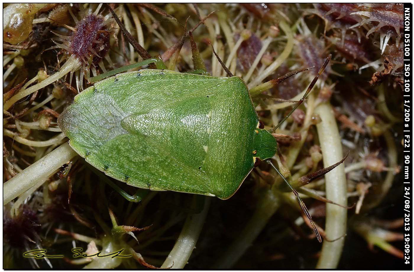 Nezara viridula, ninfa e adulto