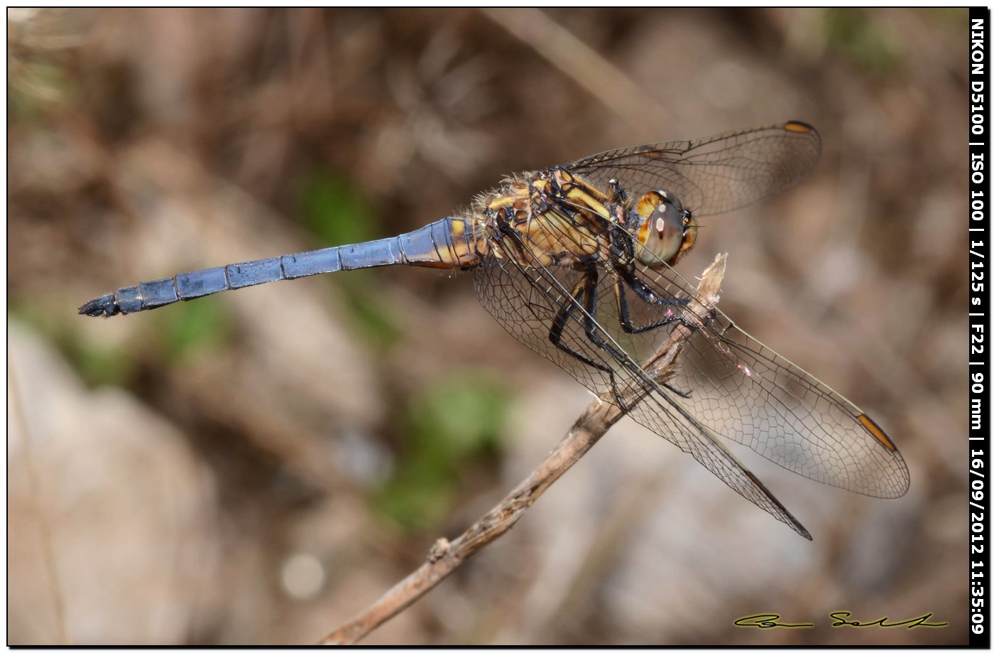 Orthetrum coerulescens anceps, maschio immaturo