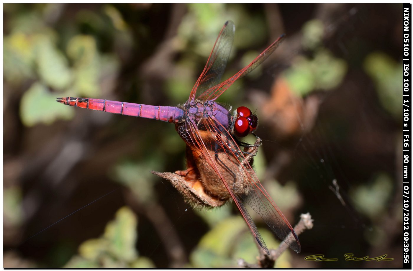 Trithemis annulata ♂