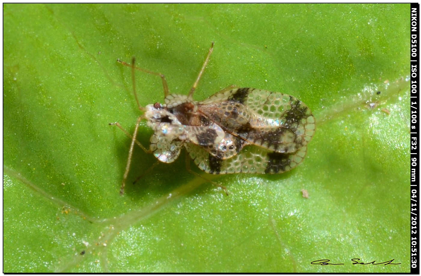 Tingidae: Stephanitis pyri della Sardegna (SS)