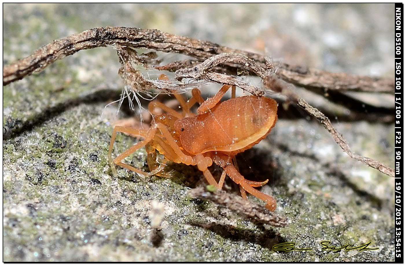 Scotolemon doriae o S. terricola