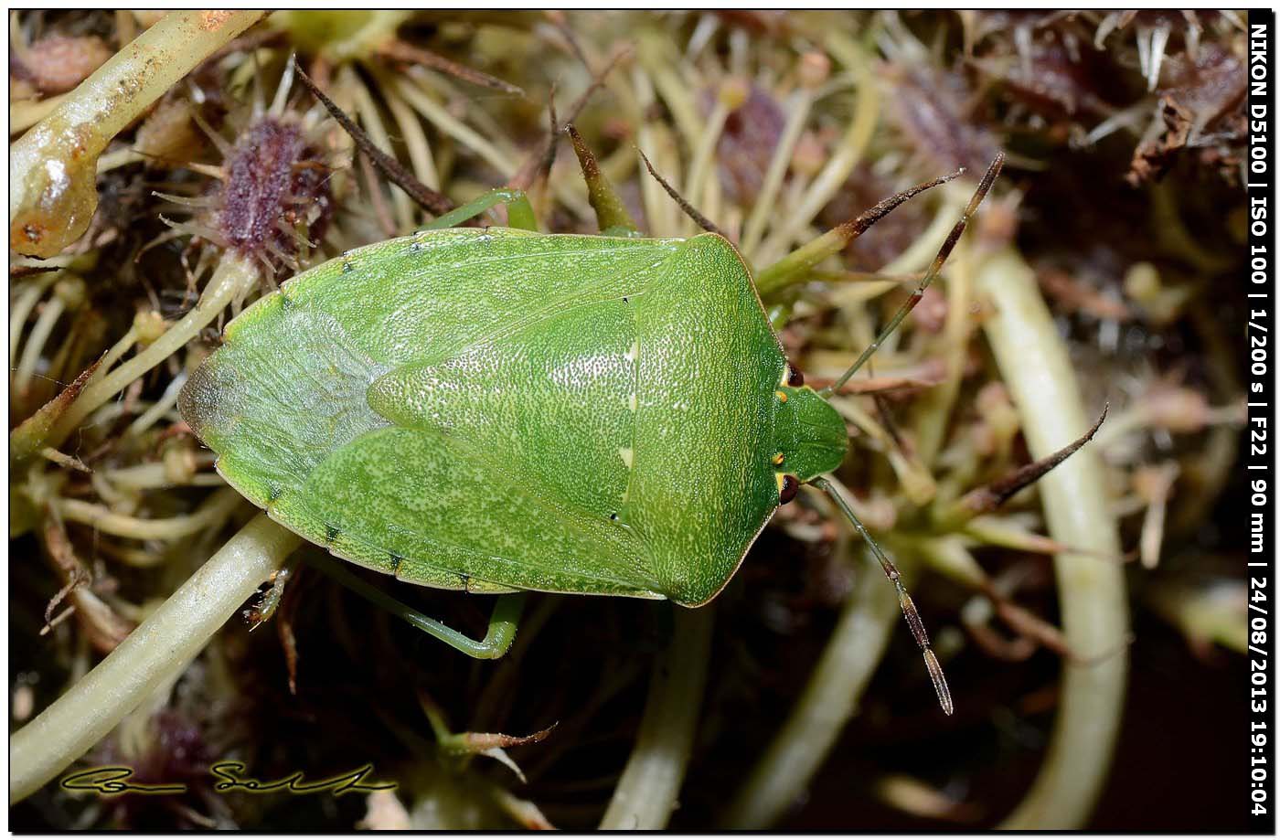 Nezara viridula, ninfa e adulto