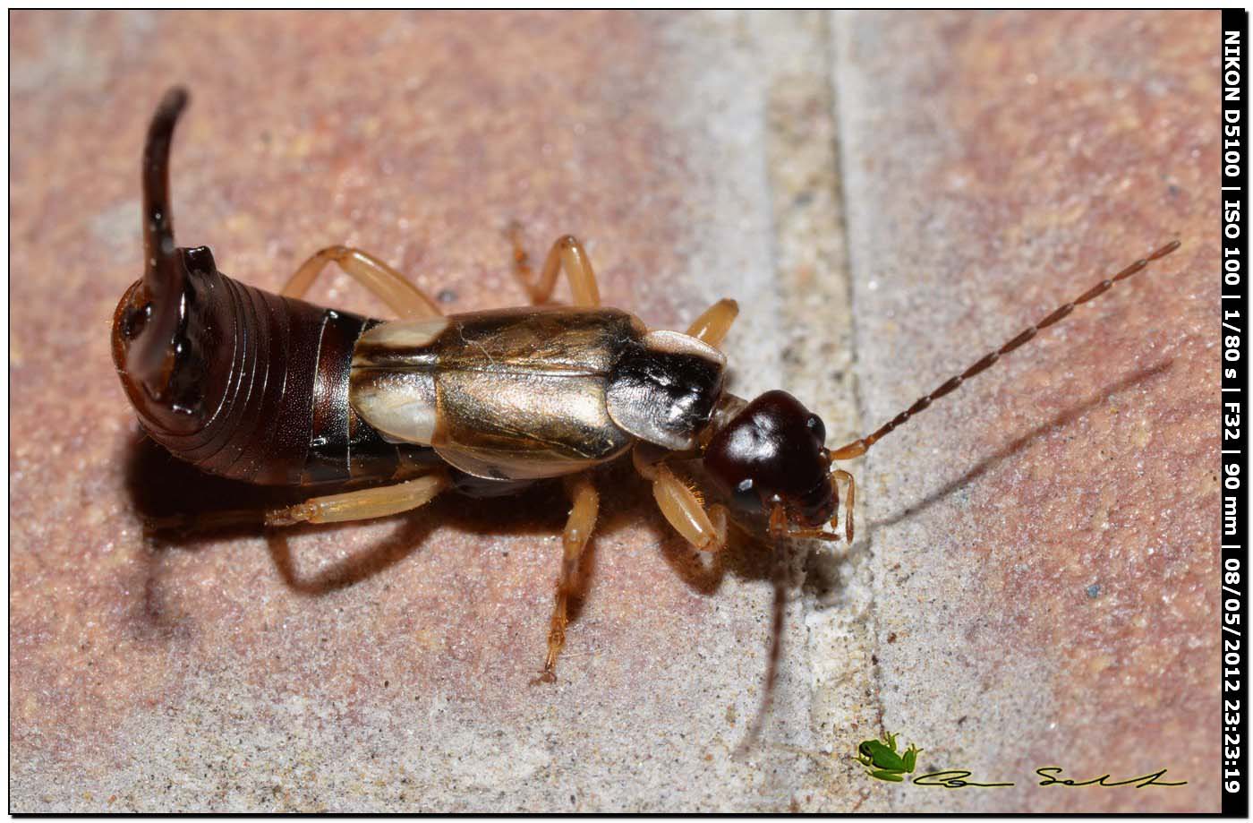 Guanchia sp.