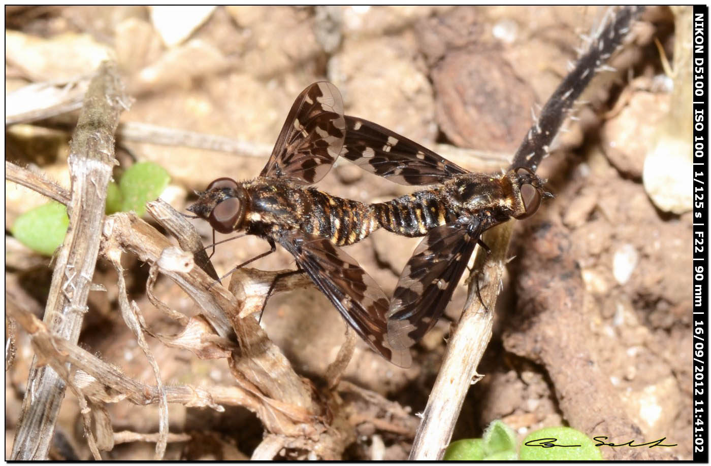 Exoprosopa jacchus ♂♀