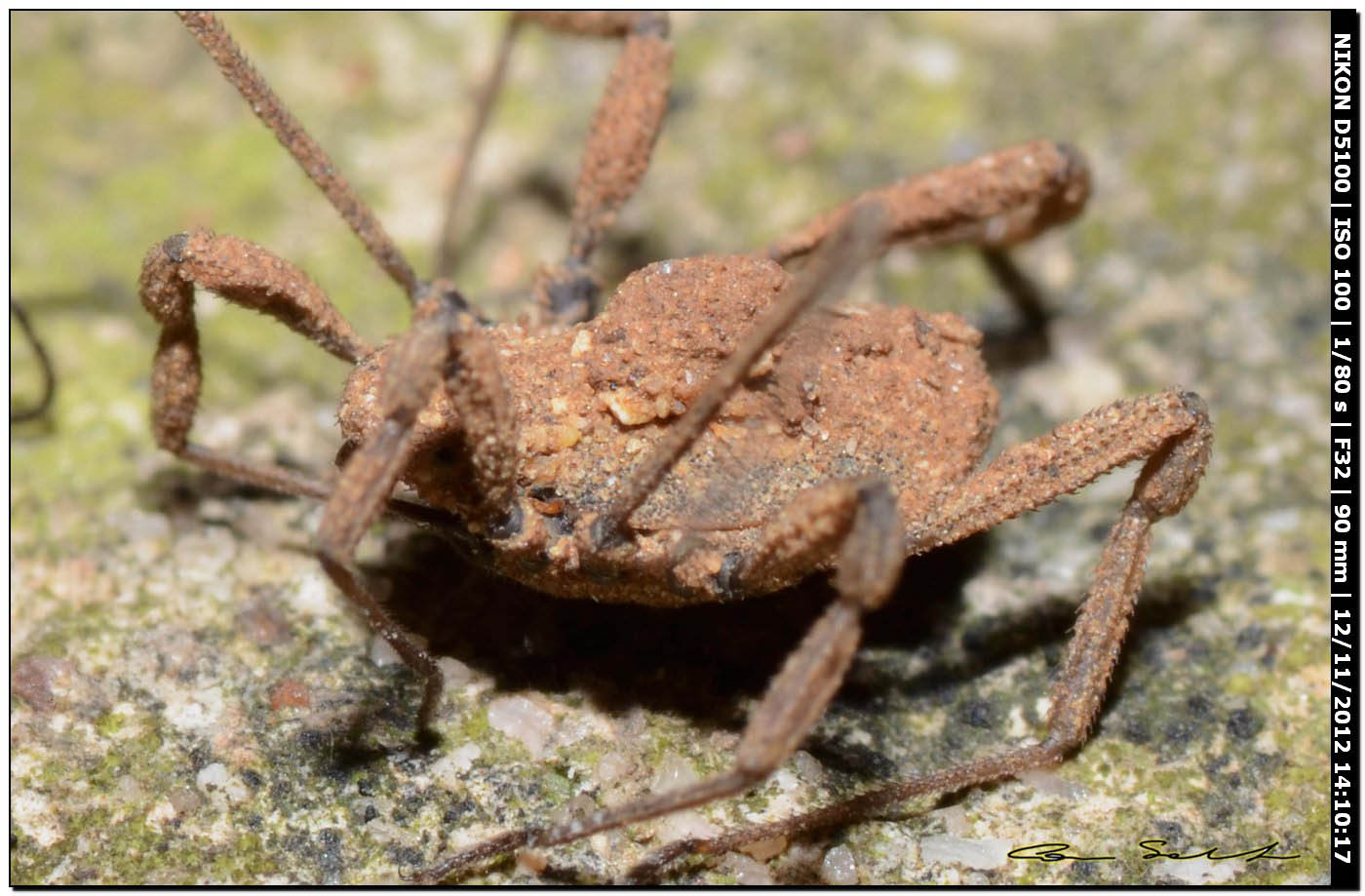 Dicranolasma sp. da Usini 193