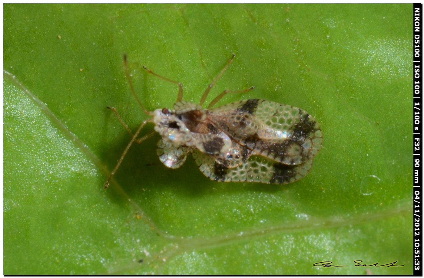 Tingidae: Stephanitis pyri della Sardegna (SS)