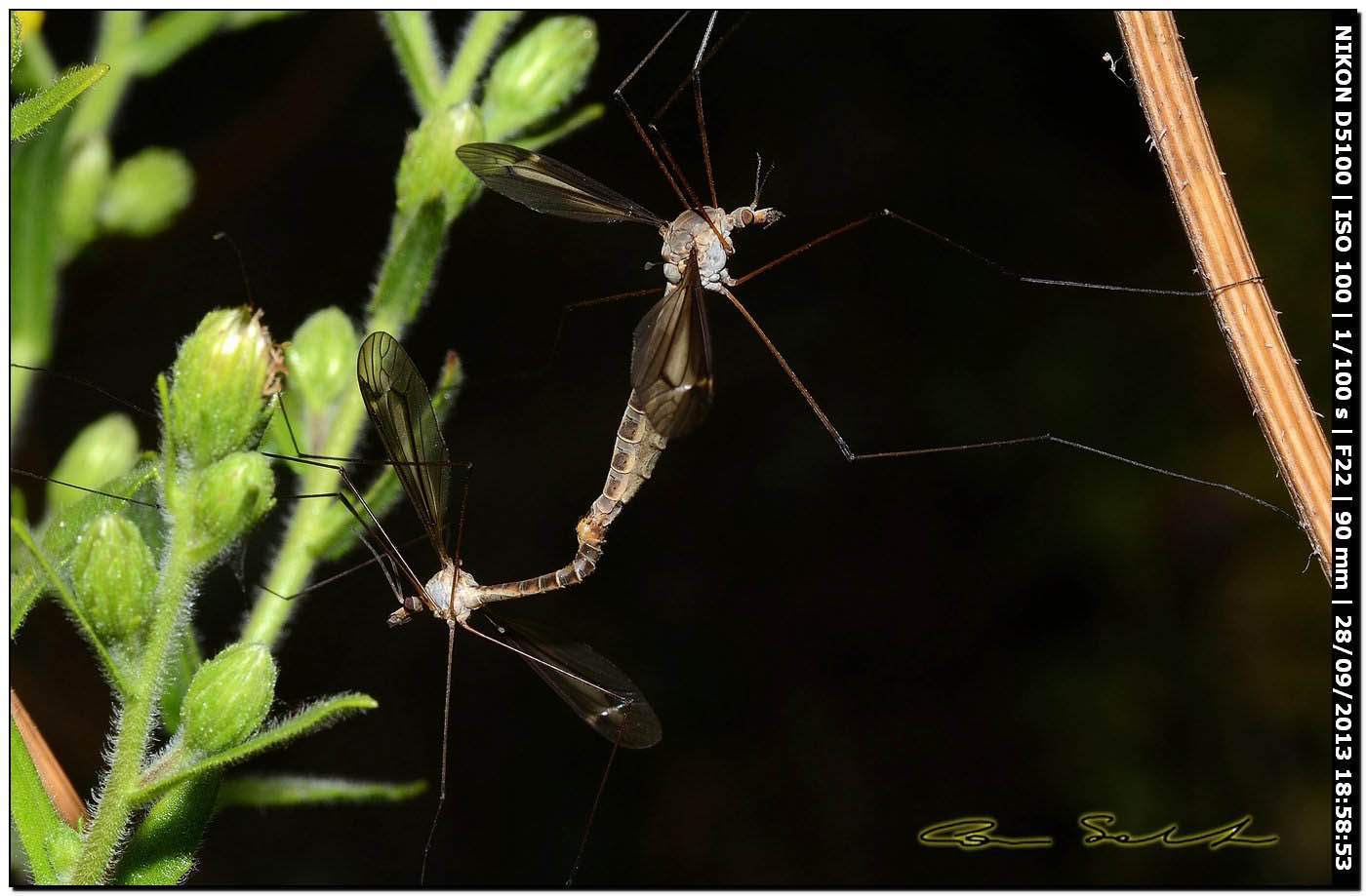 Accoppiamento di Culicidae