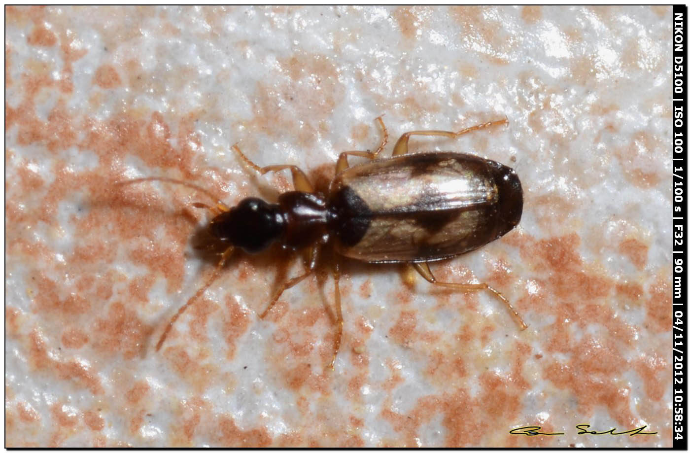 Philorhizus crucifer (Carabidae)