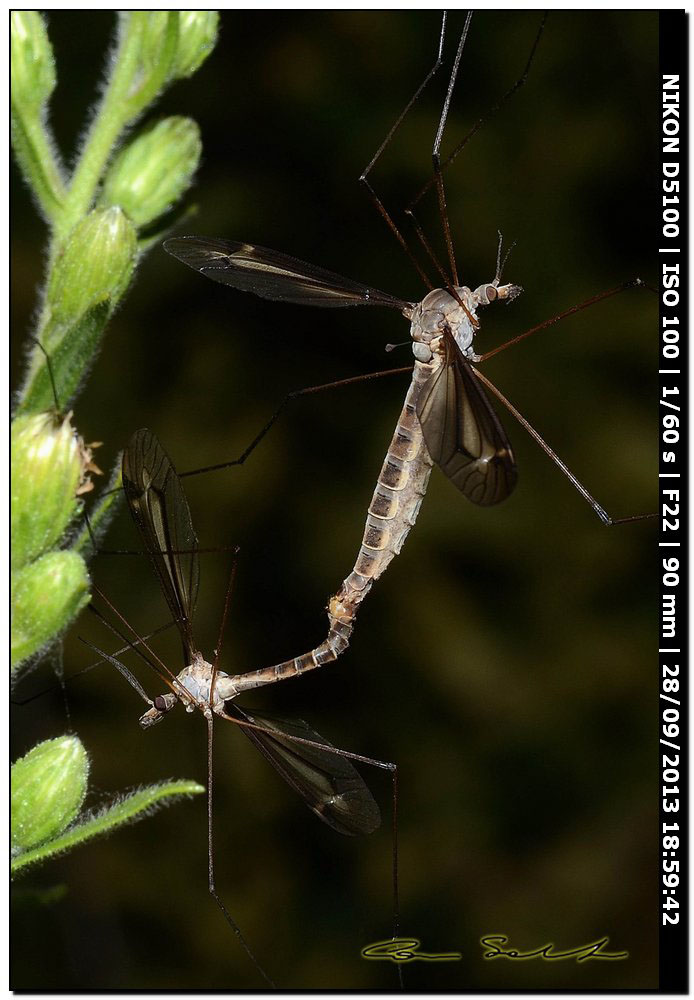 Accoppiamento di Culicidae