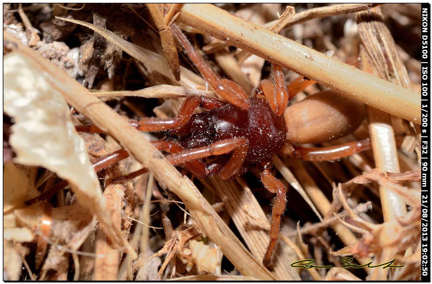 Dysdera sp. - Valverde (Alghero, SS)