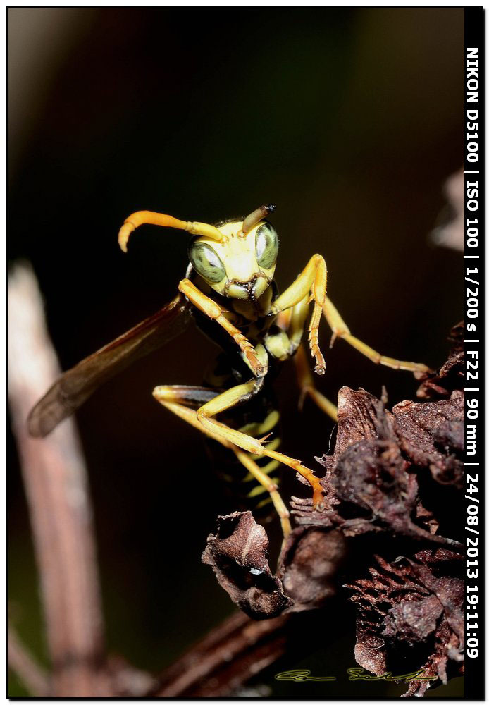 Vespidae, Polistes gallicus