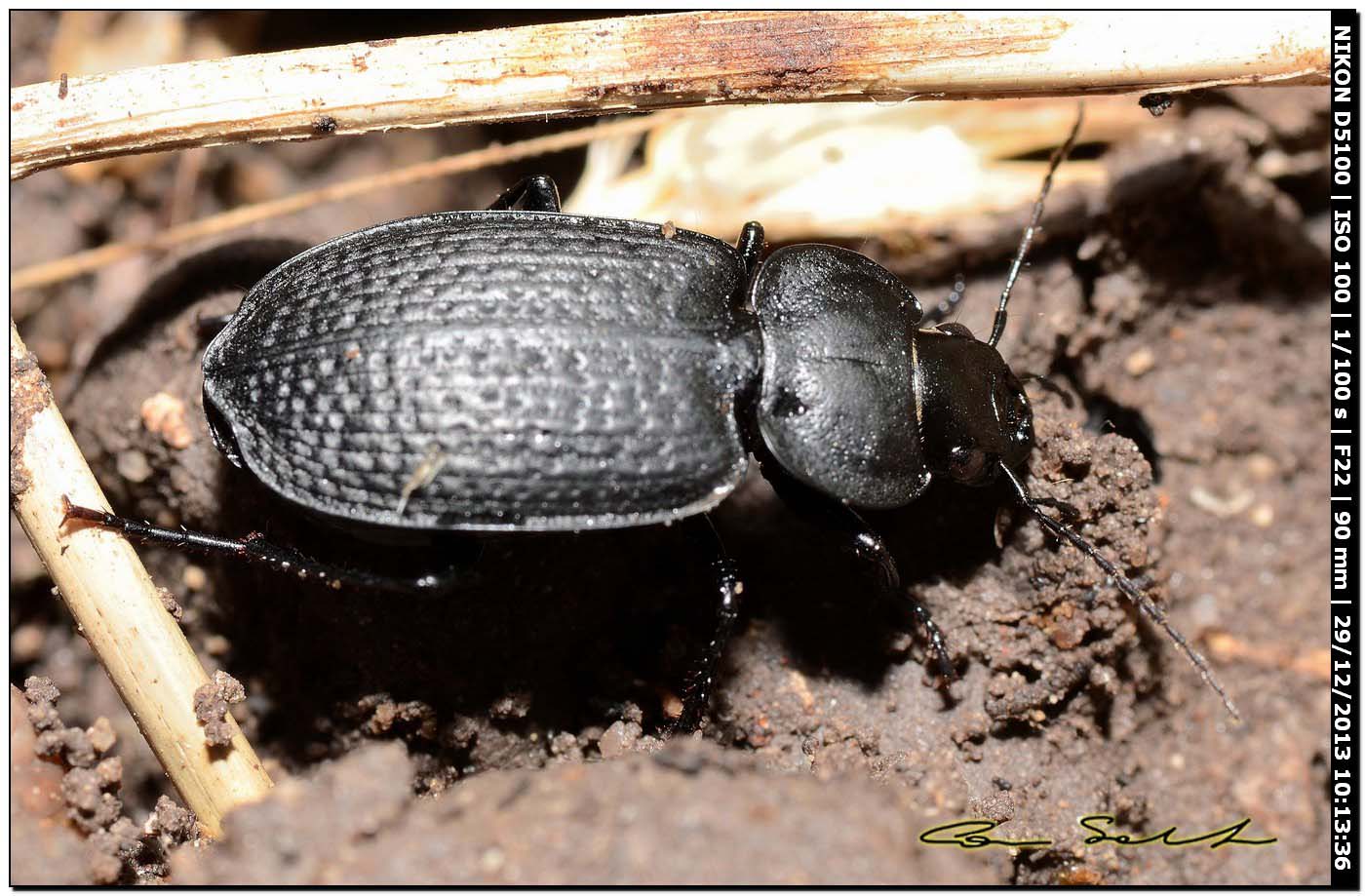 Carabidae,  Licinus punctatulus