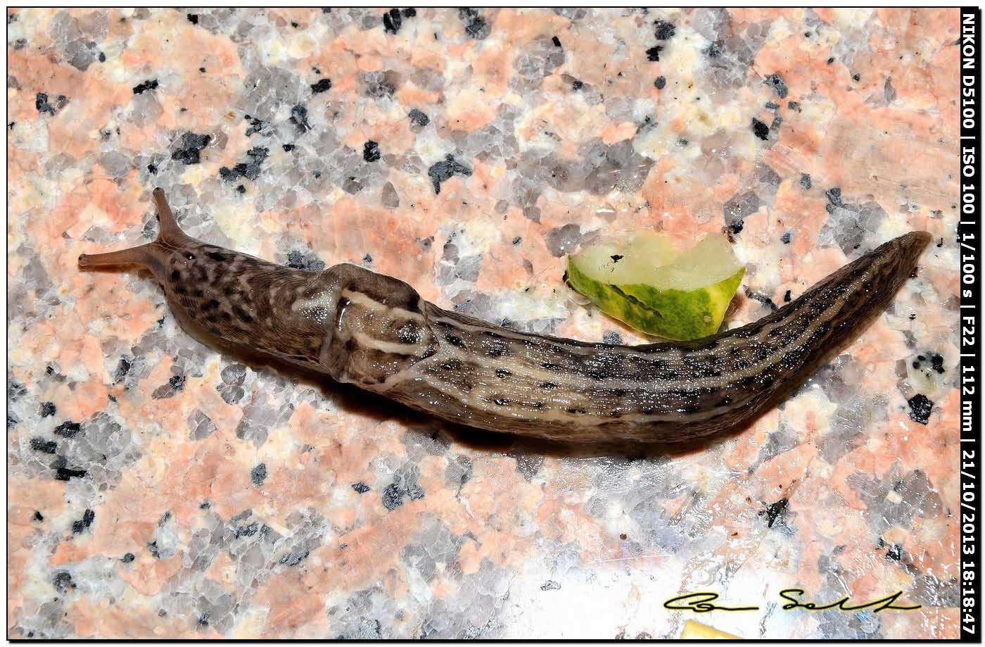 Limax maximus (?) della Sardegna (Bosa/OR)