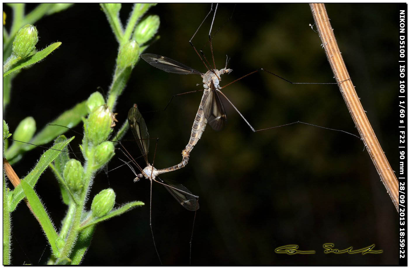 Accoppiamento di Culicidae