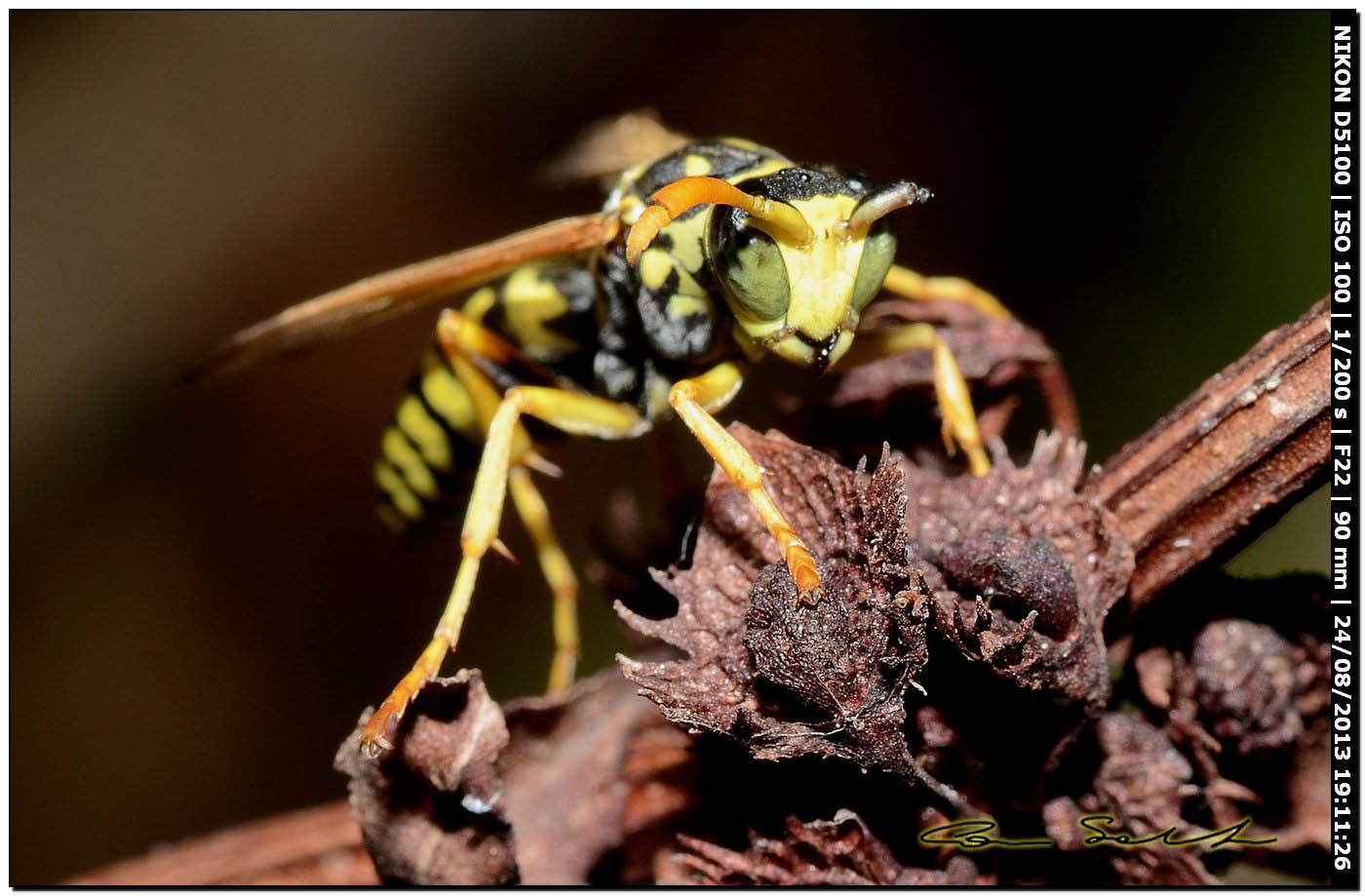 Vespidae, Polistes gallicus