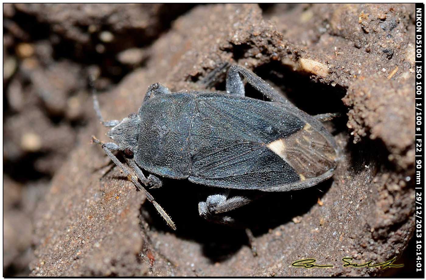 Lygaeidae, Microtomideus carbonarius della Sardegna (SS)