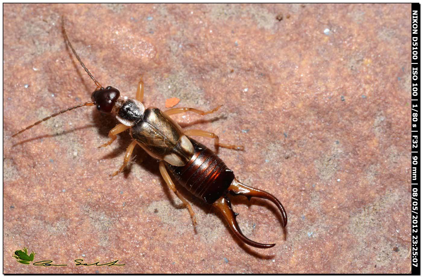 Guanchia sp.