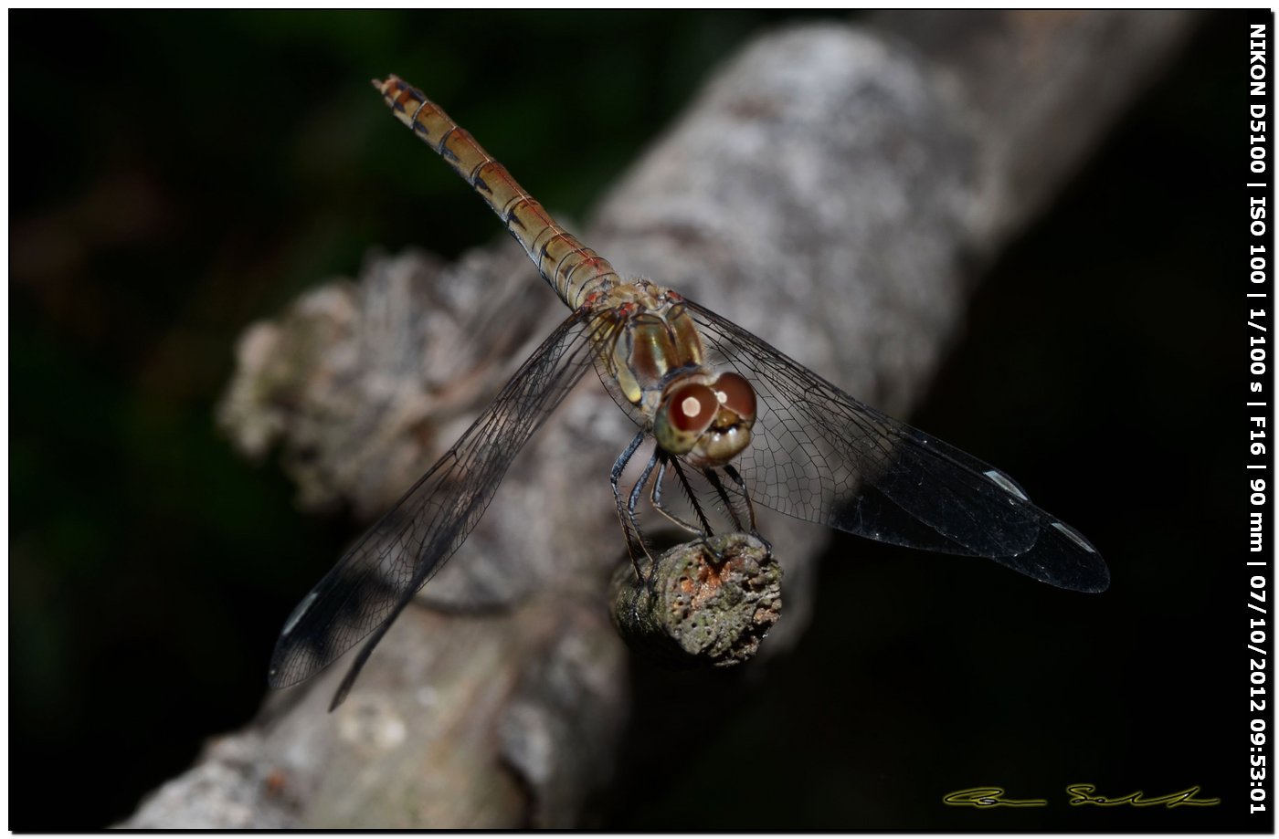 Sympetrum striolatum ♀