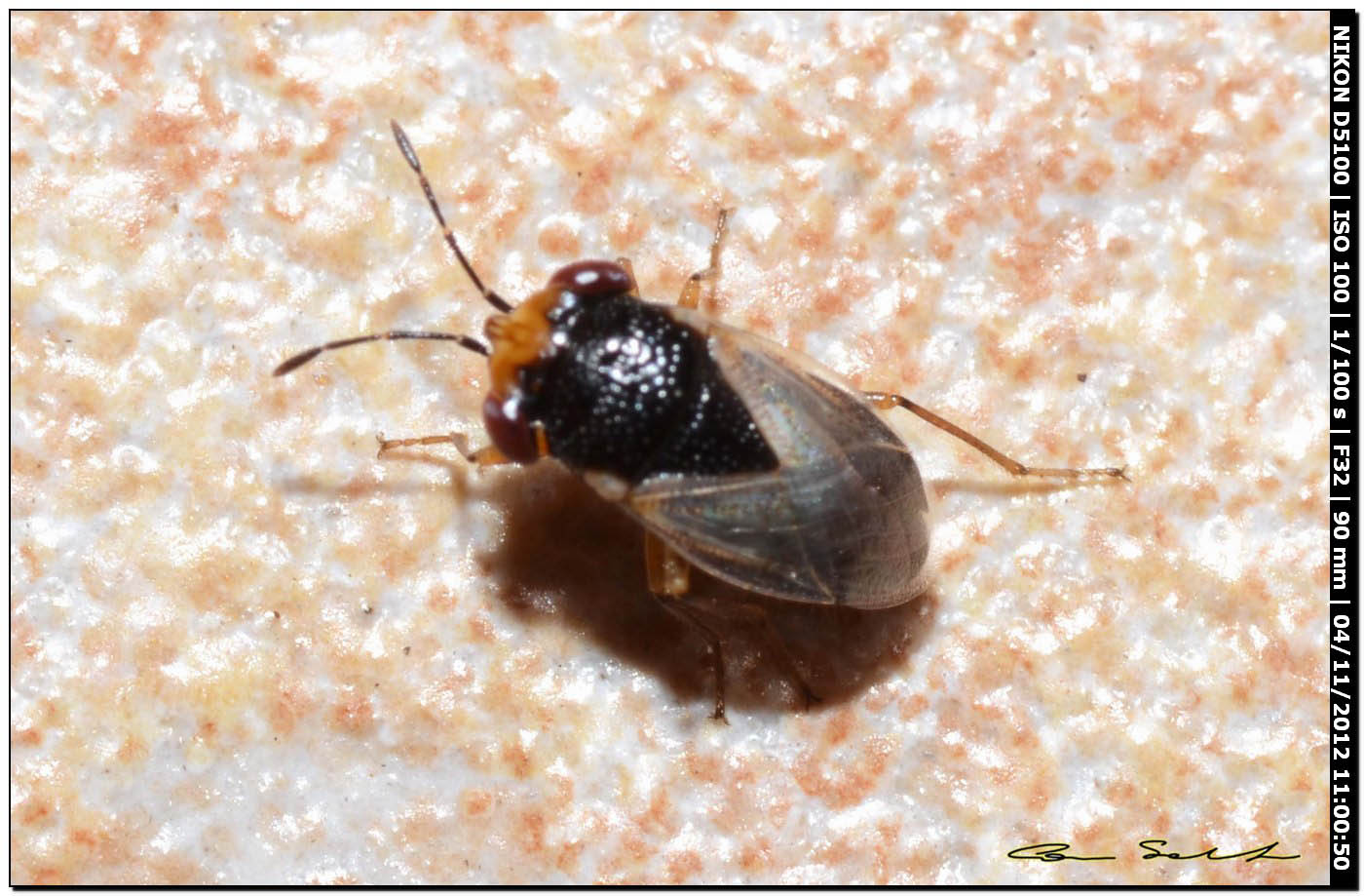 Lygaeidae: Geocoris megacephalus della Sardegna (SS)