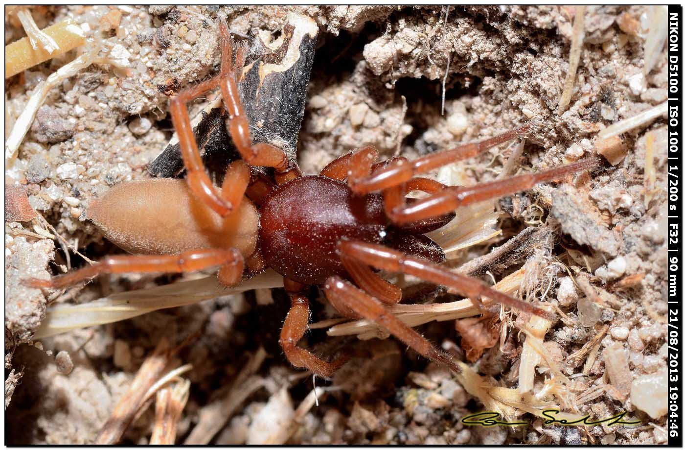 Dysdera sp. - Valverde (Alghero, SS)