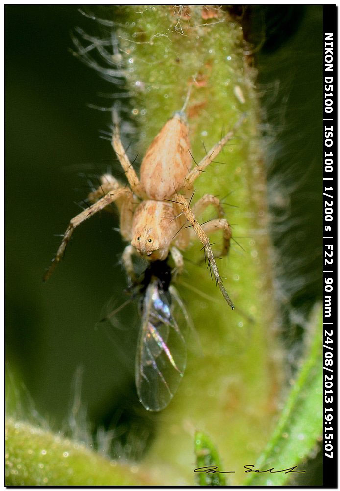 Oxyopes cf. heterophthalmus - Alghero (SS)