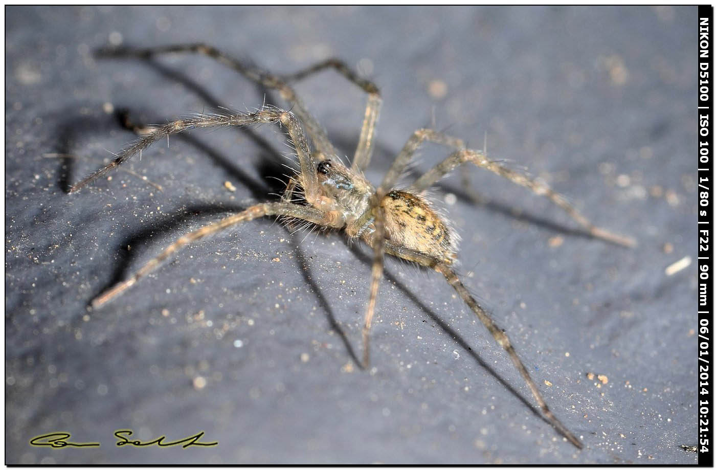 Tegenaria sp. - Alghero (SS)